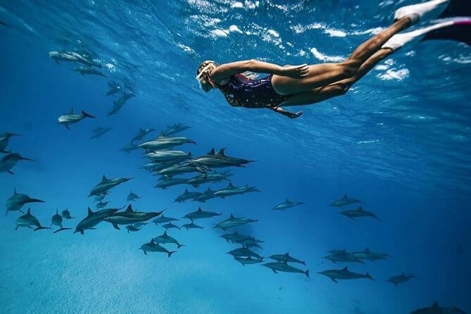 DOLPHIN HOUSE Dolphin House Hurghada Snorkeling Trip  €35 per person – including transfers
